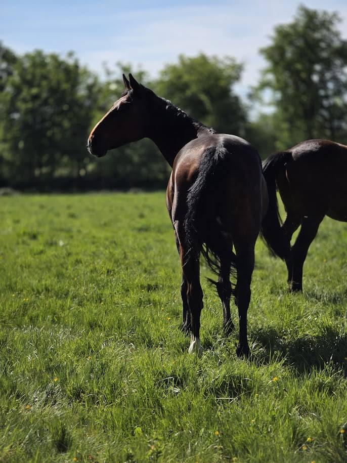 Merrie Selle Fran&ccedil;ais Te koop 2008 Bruin / Bai