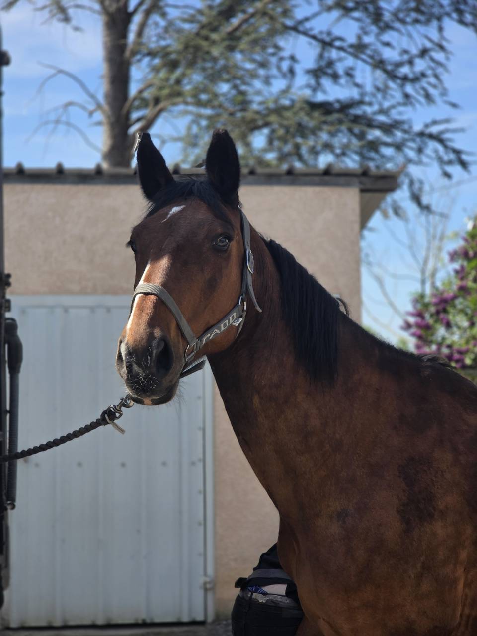 Merrie Selle Fran&ccedil;ais Te koop 2008 Bruin / Bai