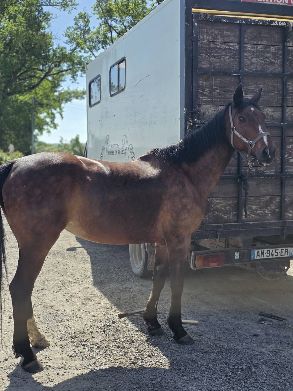 Merrie Selle Fran&ccedil;ais Te koop 2008 Bruin / Bai