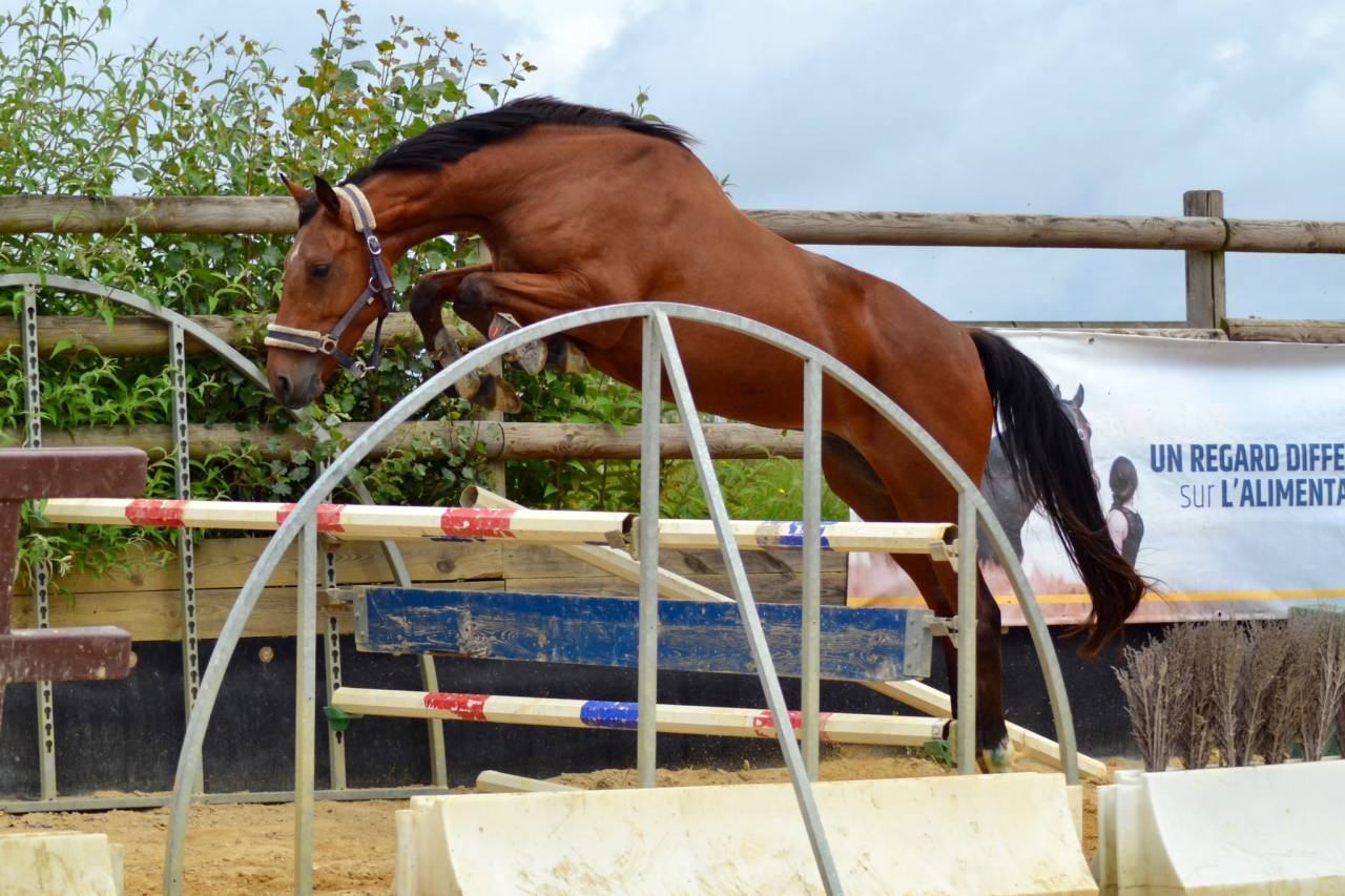 Merrie Selle Fran&ccedil;ais Te koop 2021 Donker bruin / bai