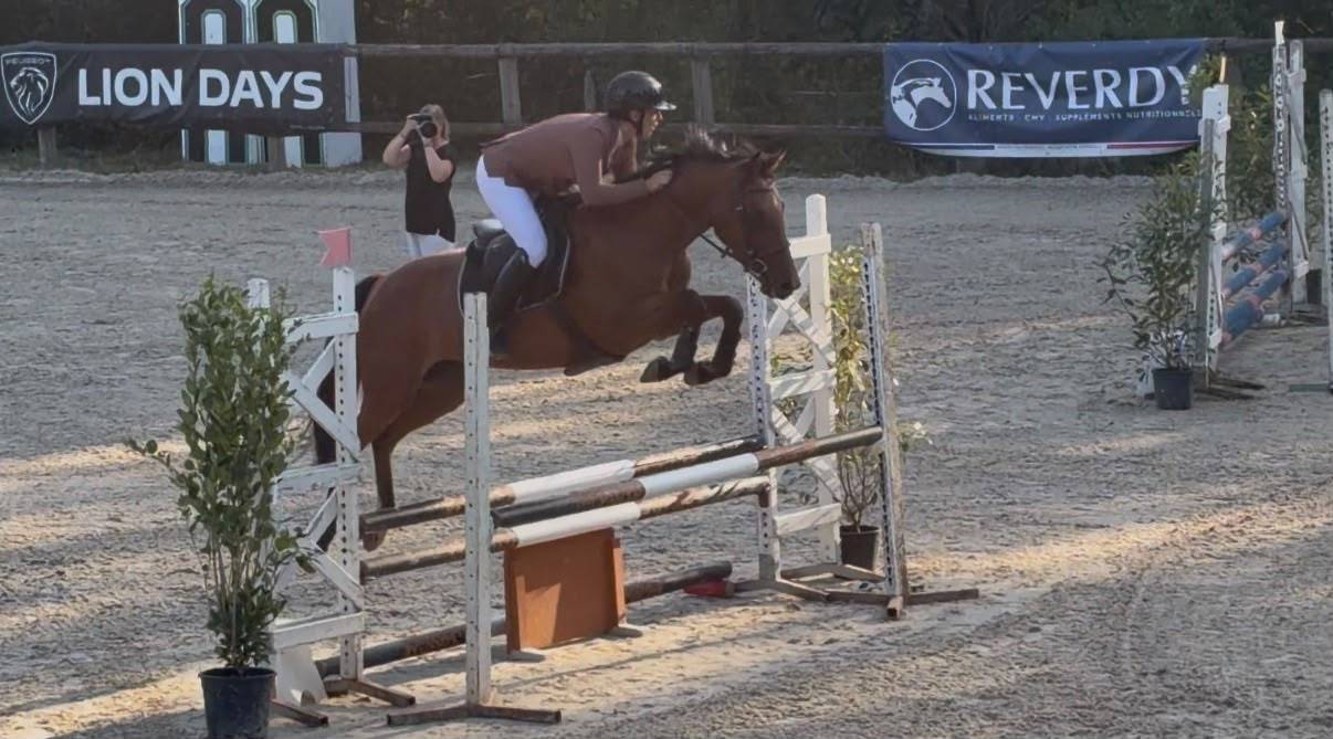 Merrie Selle Fran&ccedil;ais Te koop 2021 Donker bruin / bai ,  LUIGI D AMAURY