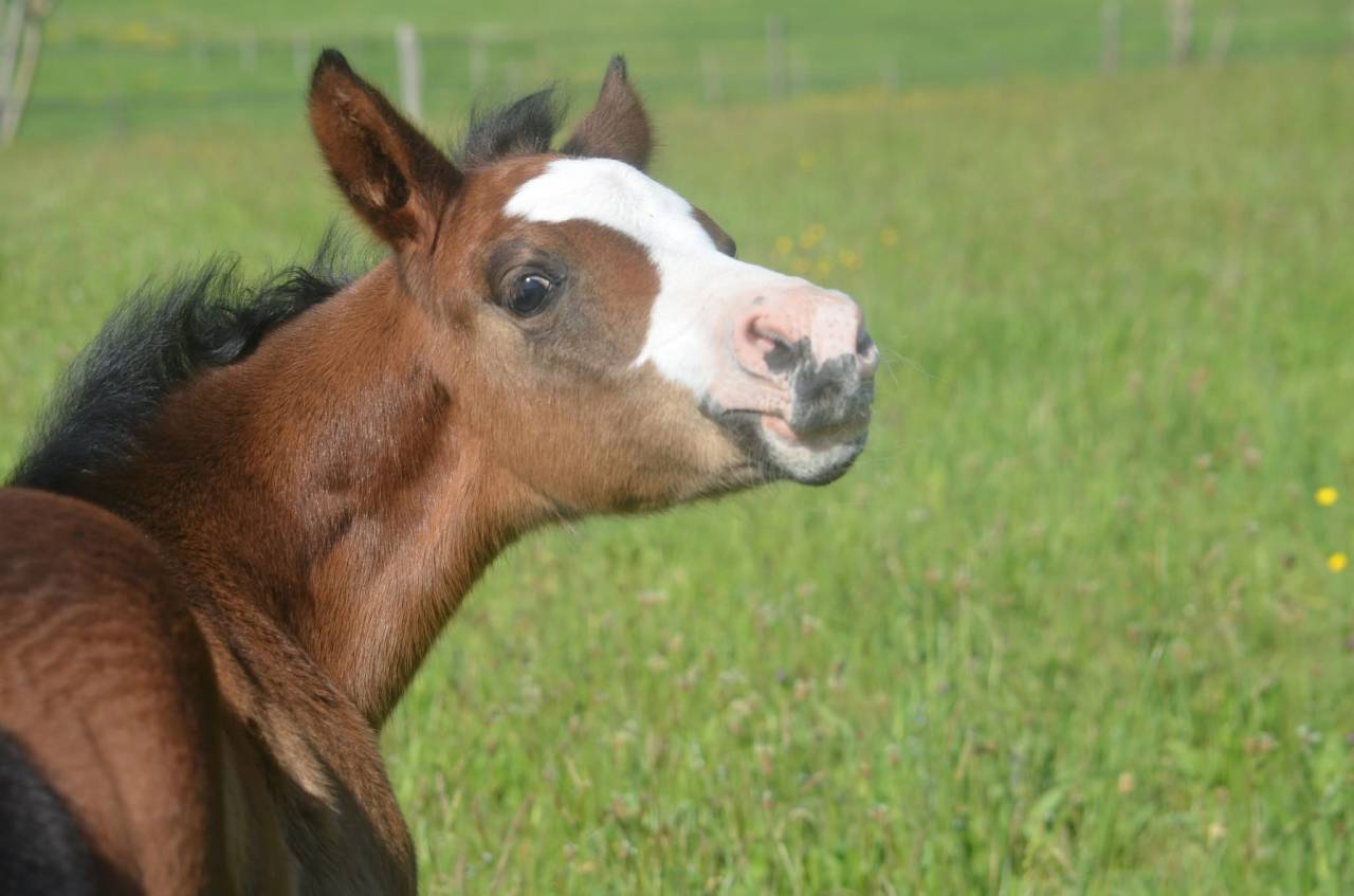 Veulen (vr) Paint Horse Te koop 2026 Donker bruin / bai ,  Classic cowboy spirit