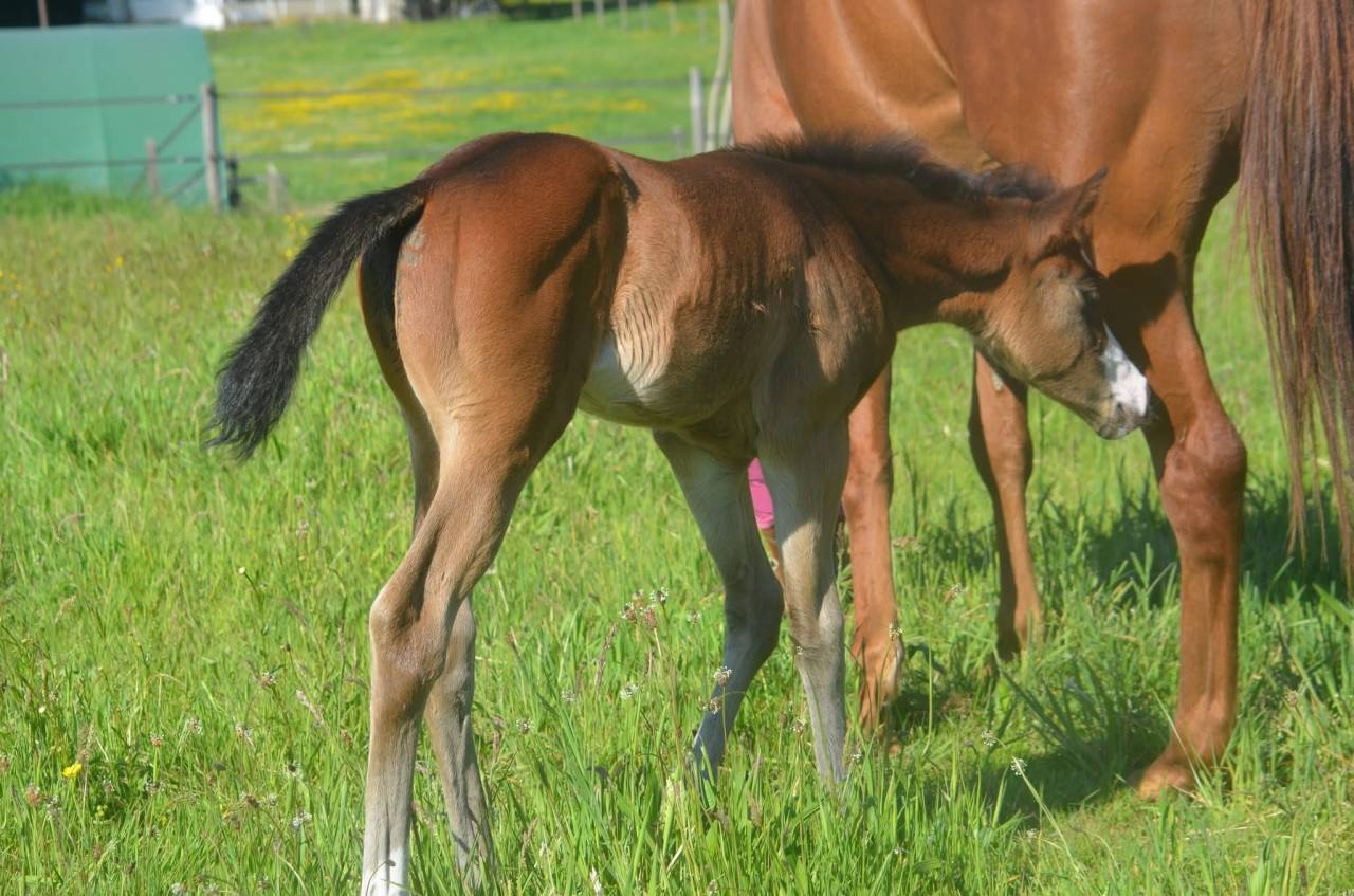 Veulen (vr) Paint Horse Te koop 2026 Donker bruin / bai ,  Classic cowboy spirit