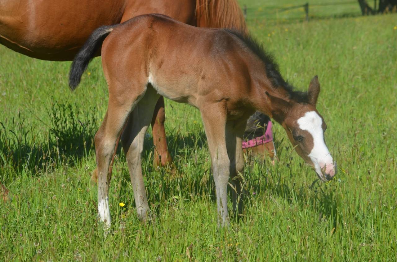 Veulen (vr) Paint Horse Te koop 2026 Donker bruin / bai ,  Classic cowboy spirit