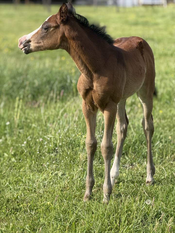 Veulen (vr) Paint Horse Te koop 2026 Donker bruin / bai ,  Classic cowboy spirit