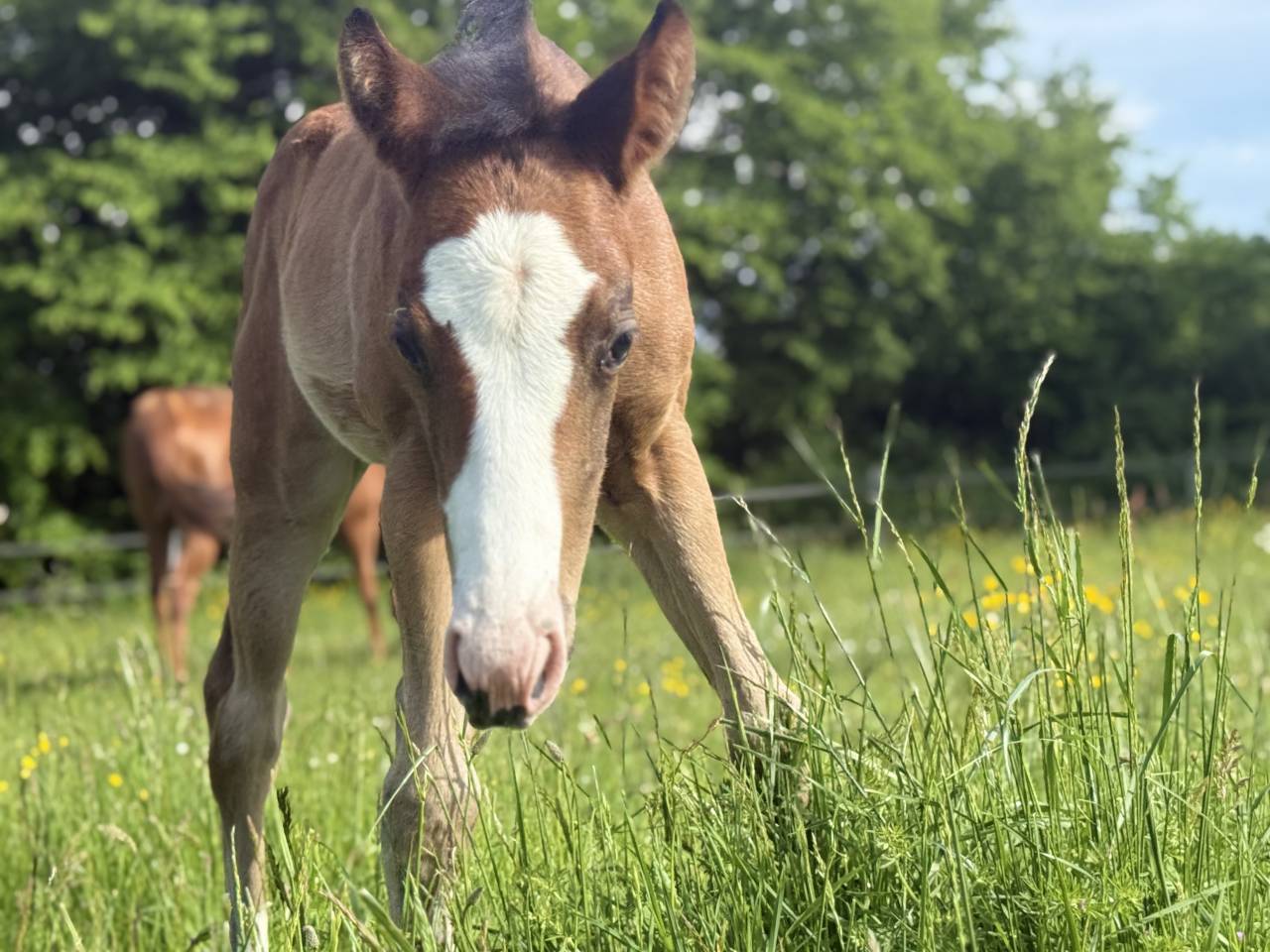 Veulen (vr) Paint Horse Te koop 2026 Donker bruin / bai ,  Classic cowboy spirit