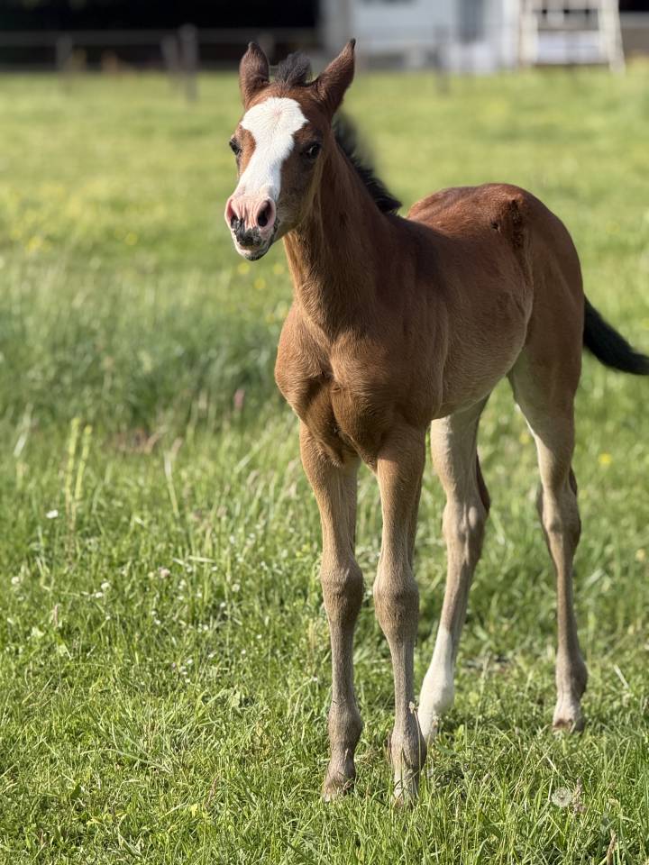 Veulen (vr) Paint Horse Te koop 2026 Donker bruin / bai ,  Classic cowboy spirit