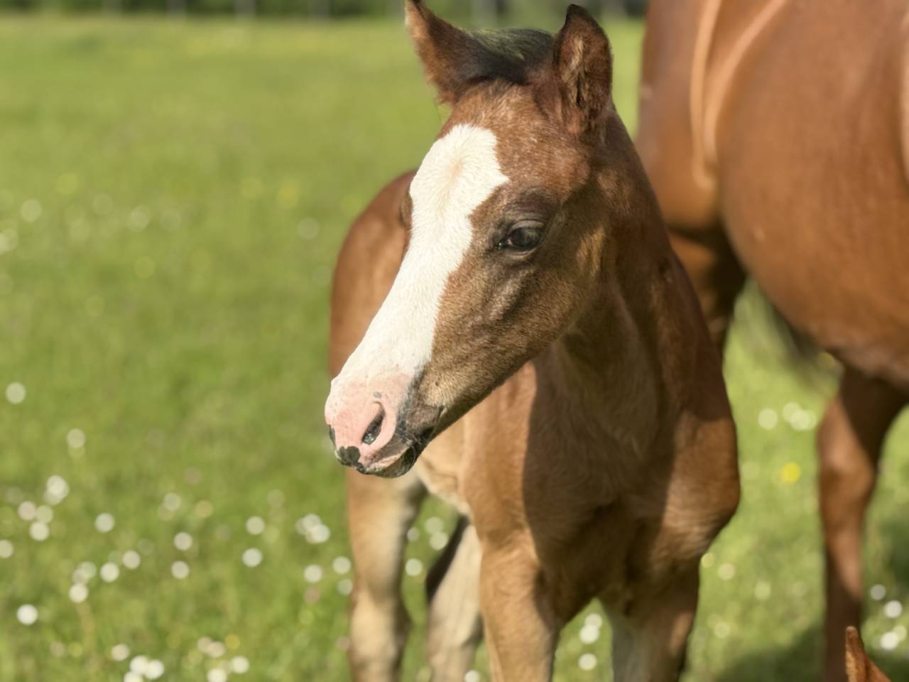 Veulen (vr) Paint Horse Te koop 2026 Donker bruin / bai ,  Classic cowboy spirit