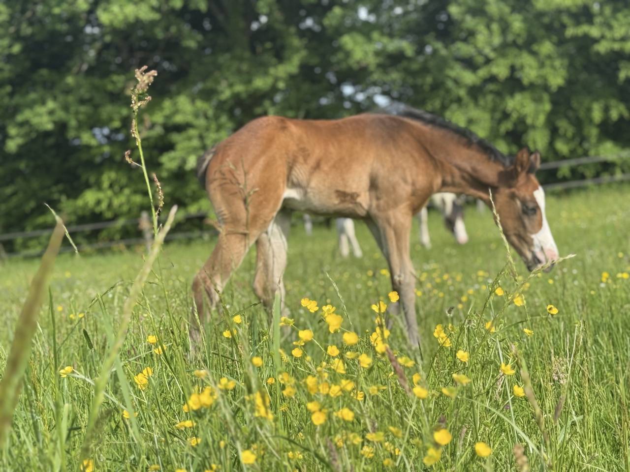 Veulen (vr) Paint Horse Te koop 2026 Donker bruin / bai ,  Classic cowboy spirit