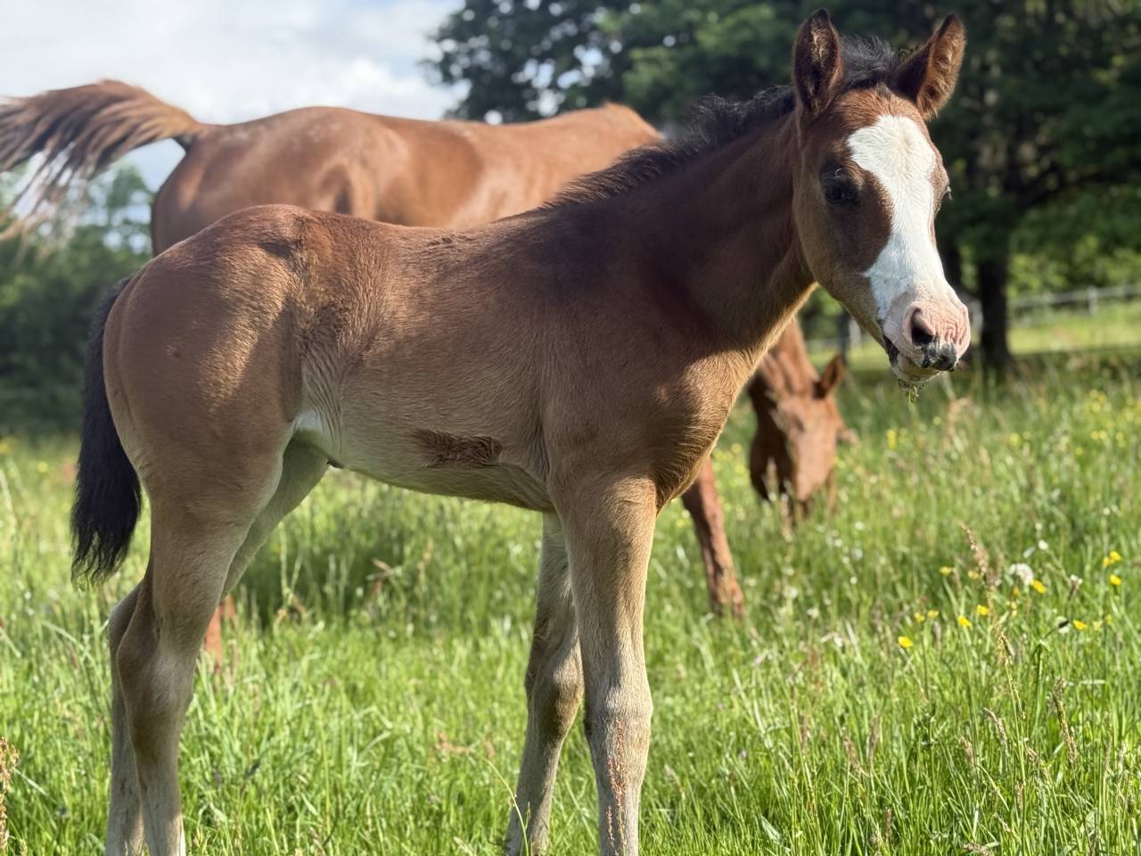 Veulen (vr) Paint Horse Te koop 2026 Donker bruin / bai ,  Classic cowboy spirit