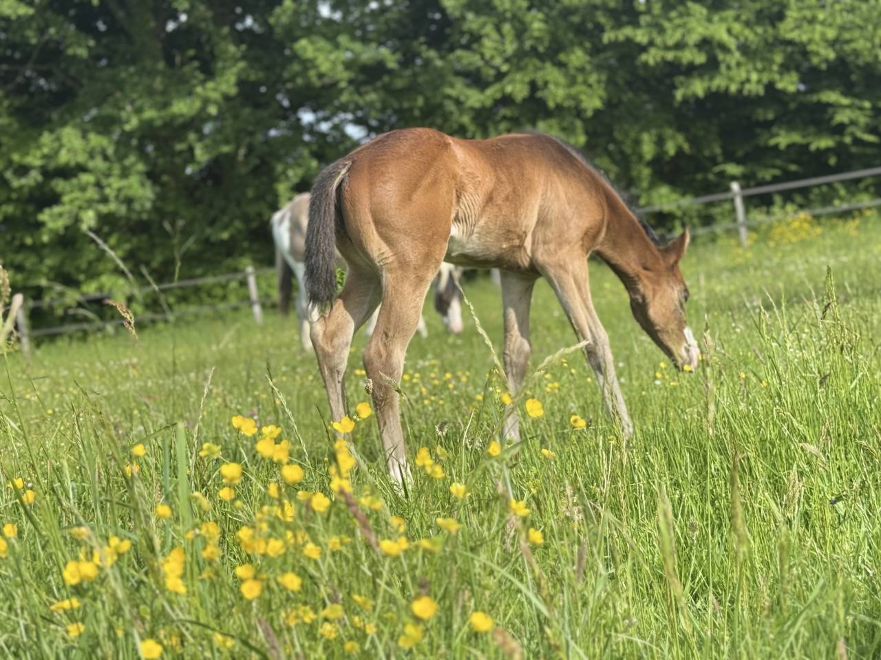 Veulen (vr) Paint Horse Te koop 2026 Donker bruin / bai ,  Classic cowboy spirit