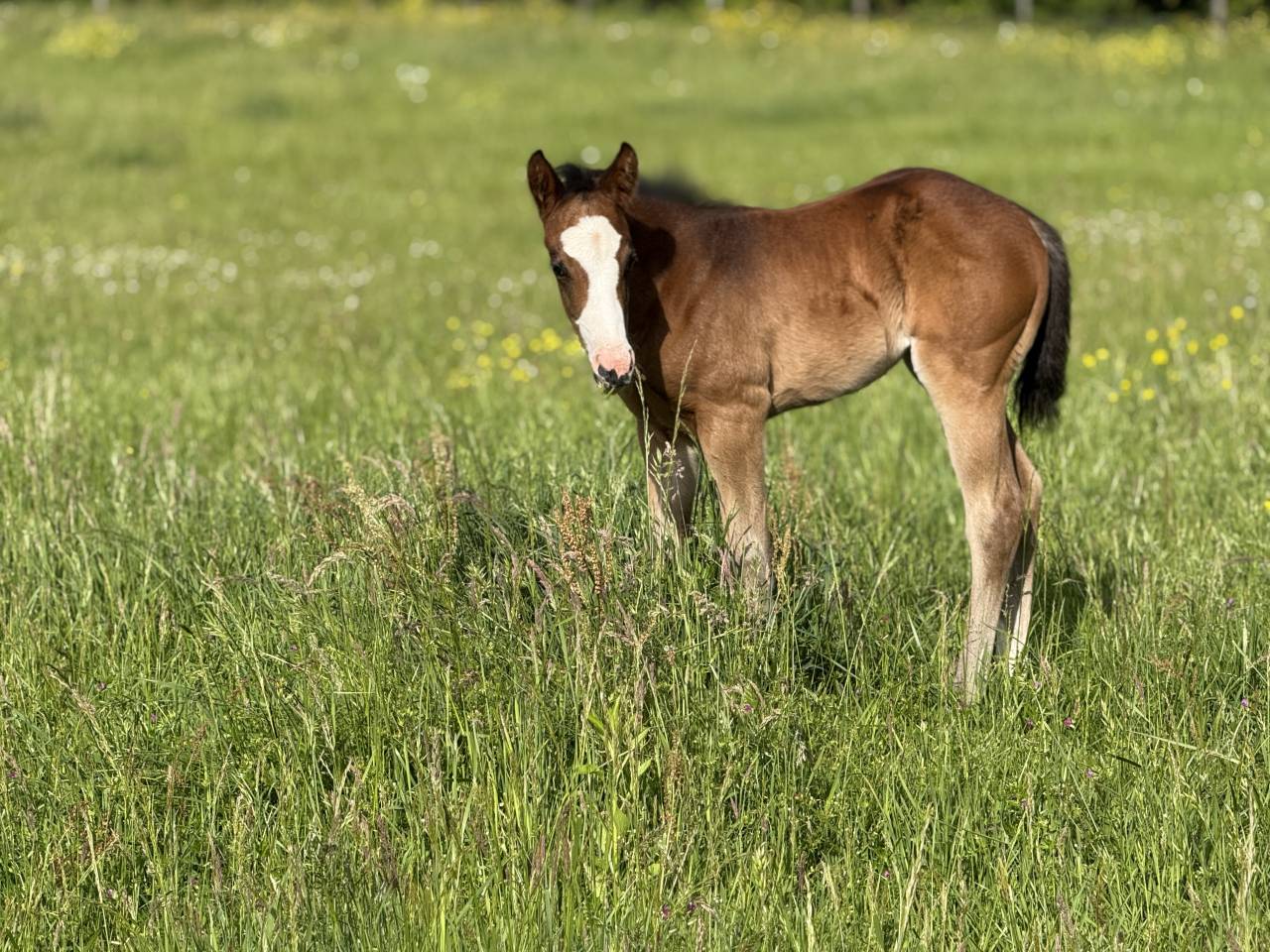 Veulen (vr) Paint Horse Te koop 2026 Donker bruin / bai ,  Classic cowboy spirit