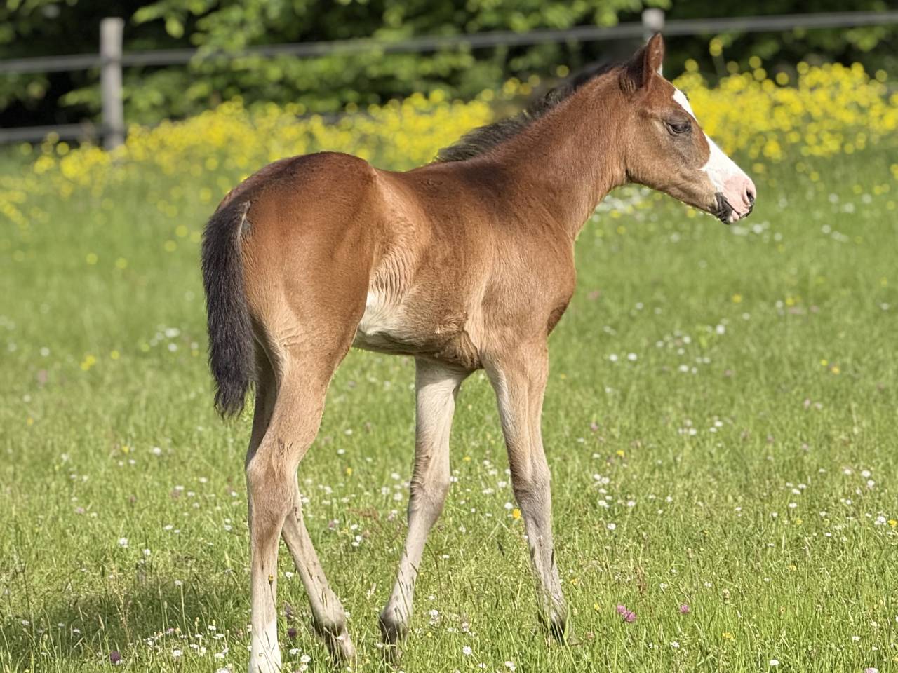 Veulen (vr) Paint Horse Te koop 2026 Donker bruin / bai ,  Classic cowboy spirit