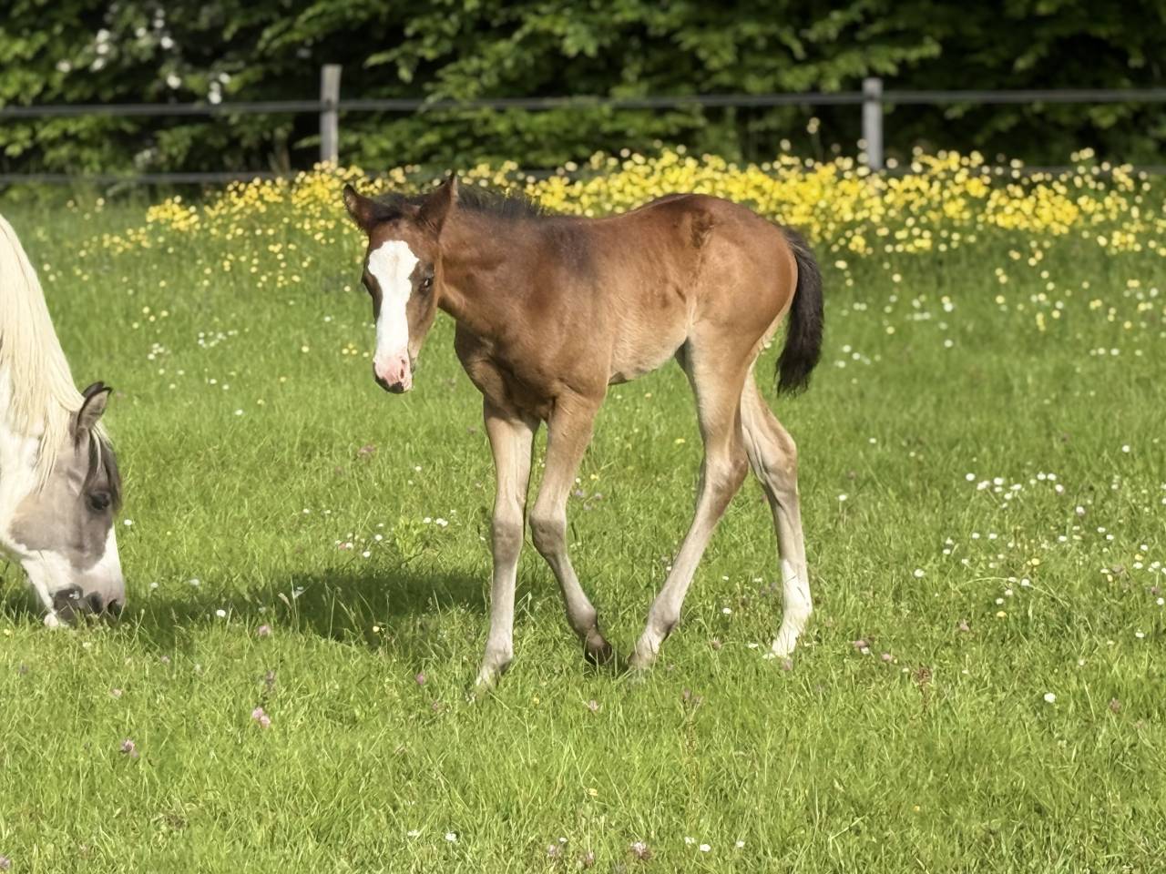 Veulen (vr) Paint Horse Te koop 2026 Donker bruin / bai ,  Classic cowboy spirit