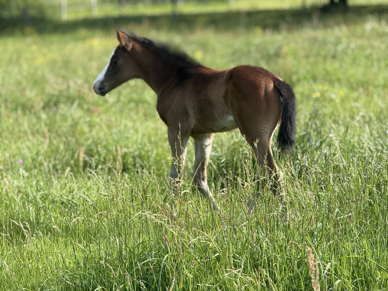 Veulen (vr) Paint Horse Te koop 2026 Donker bruin / bai ,  Classic cowboy spirit