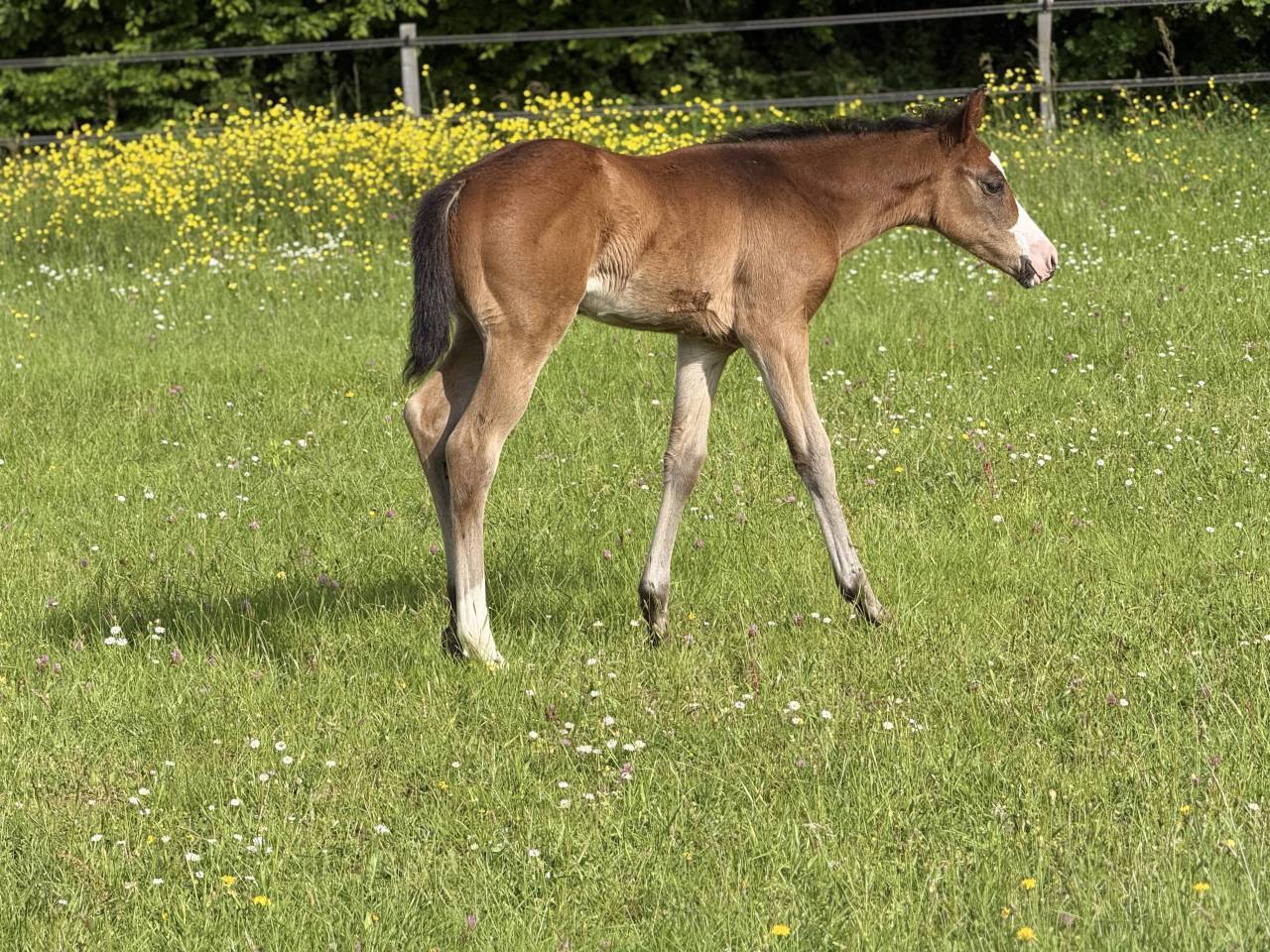Veulen (vr) Paint Horse Te koop 2026 Donker bruin / bai ,  Classic cowboy spirit