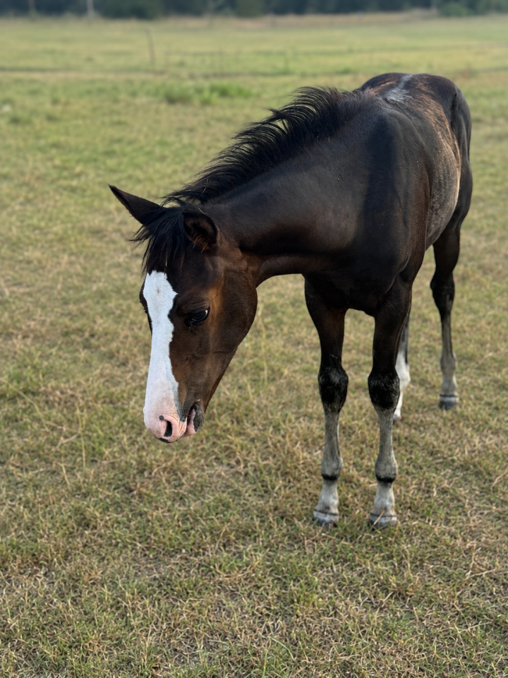 Veulen (vr) Paint Horse Te koop 2026 Donker bruin / bai ,  Classic cowboy spirit