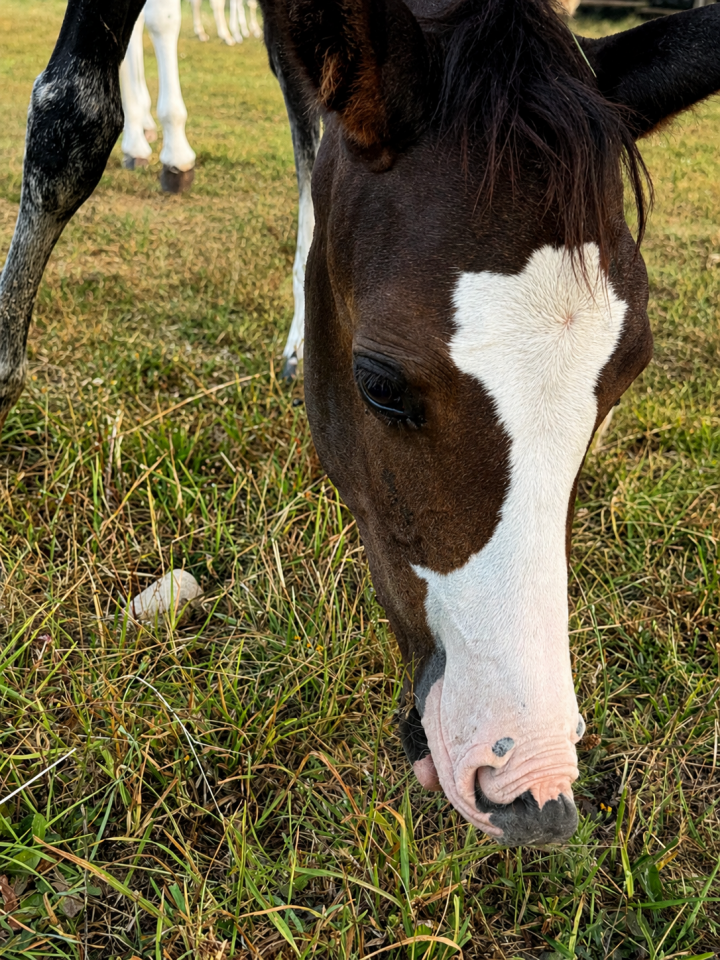 Veulen (vr) Paint Horse Te koop 2026 Donker bruin / bai ,  Classic cowboy spirit