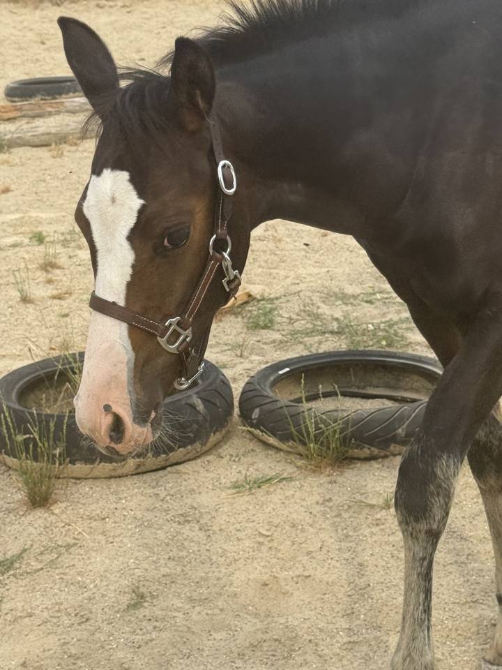Veulen (vr) Paint Horse Te koop 2026 Donker bruin / bai ,  Classic cowboy spirit