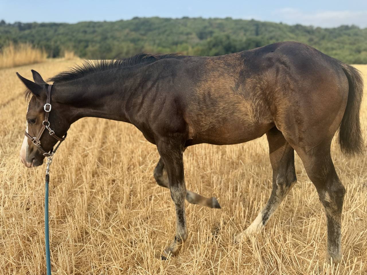 Veulen (vr) Paint Horse Te koop 2026 Donker bruin / bai ,  Classic cowboy spirit
