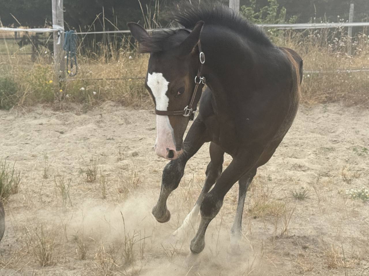 Veulen (vr) Paint Horse Te koop 2026 Donker bruin / bai ,  Classic cowboy spirit