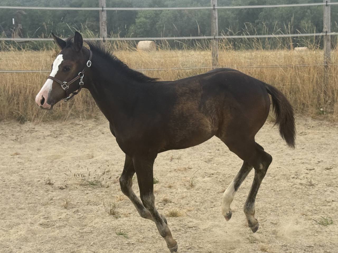 Veulen (vr) Paint Horse Te koop 2026 Donker bruin / bai ,  Classic cowboy spirit