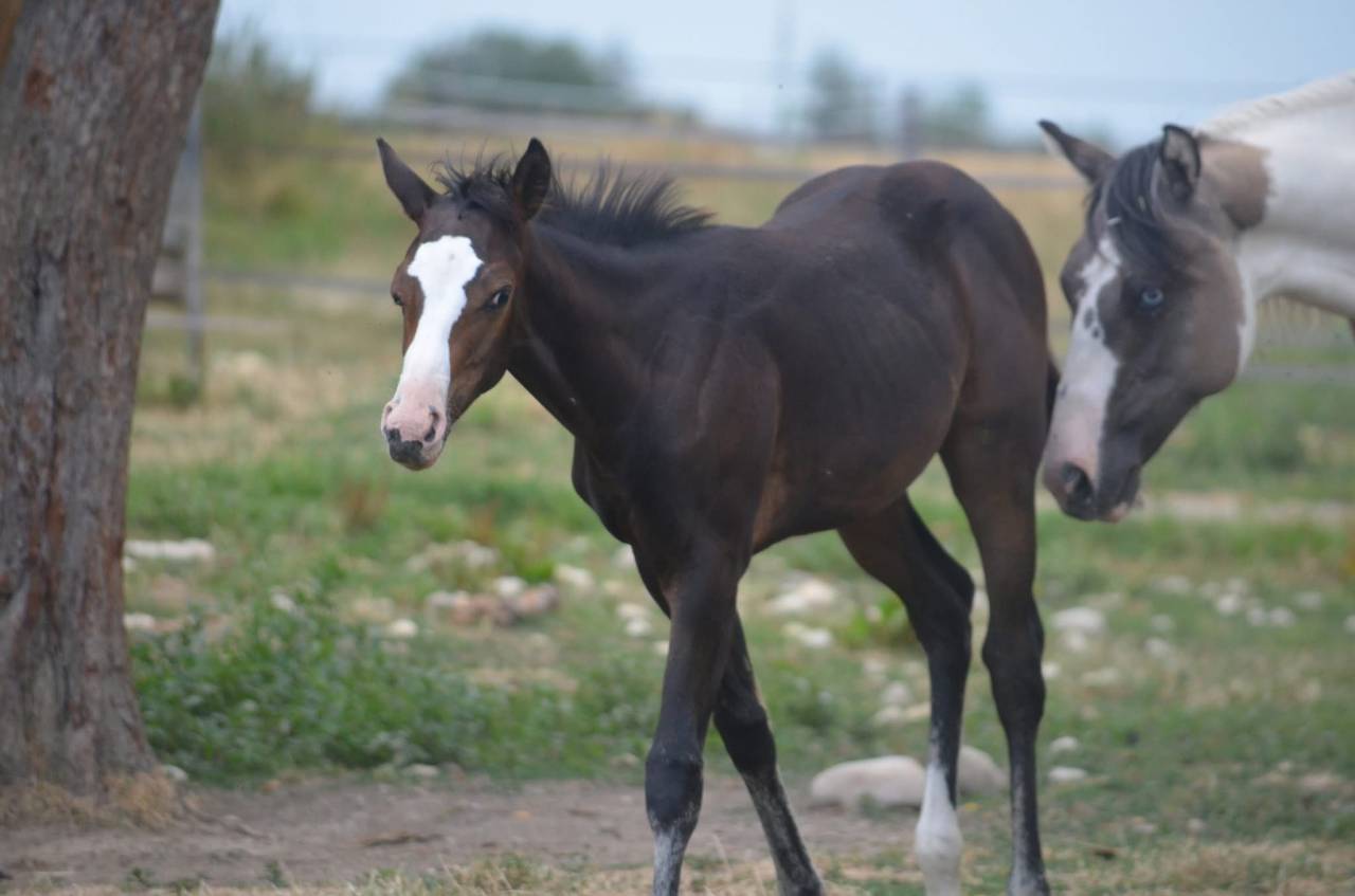 Veulen (vr) Paint Horse Te koop 2026 Donker bruin / bai ,  Classic cowboy spirit