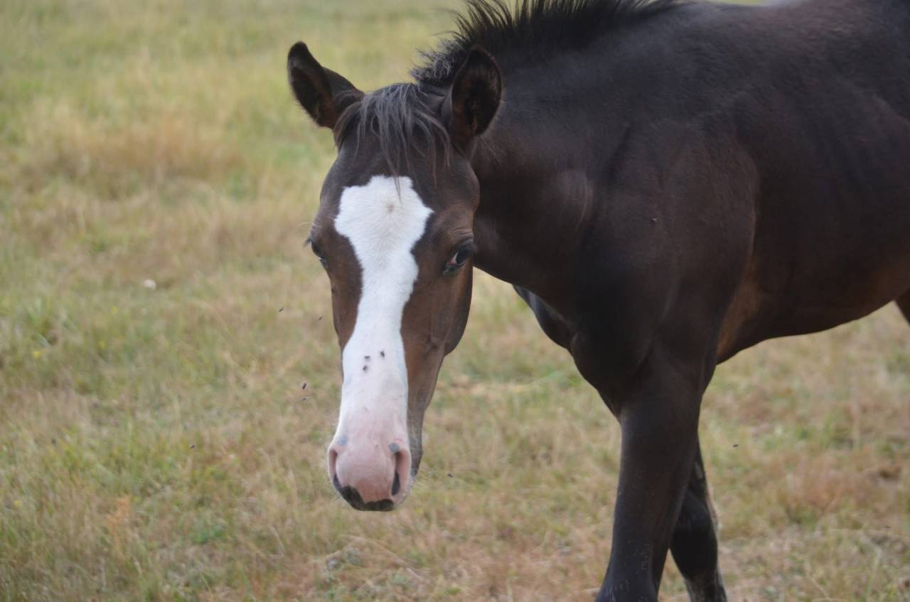 Veulen (vr) Paint Horse Te koop 2026 Donker bruin / bai ,  Classic cowboy spirit