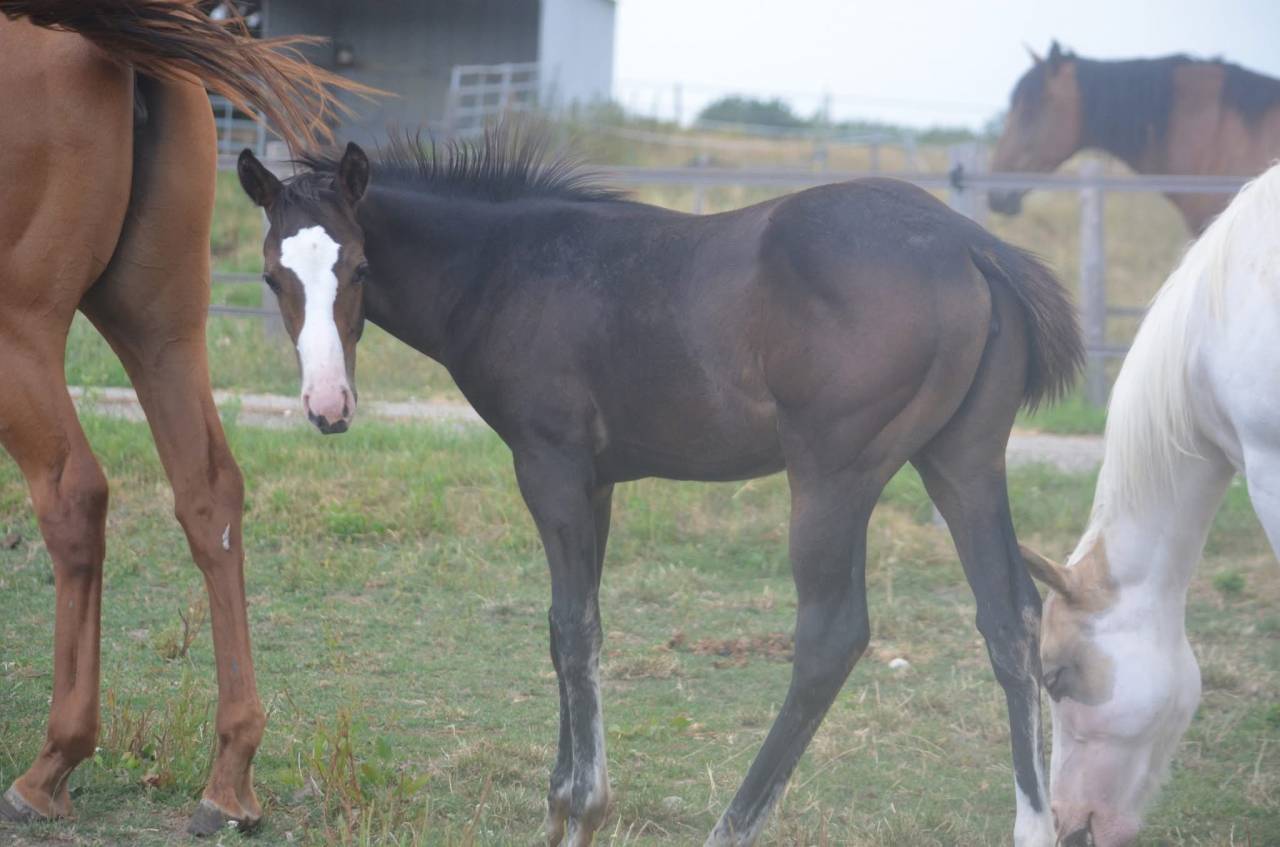 Veulen (vr) Paint Horse Te koop 2026 Donker bruin / bai ,  Classic cowboy spirit