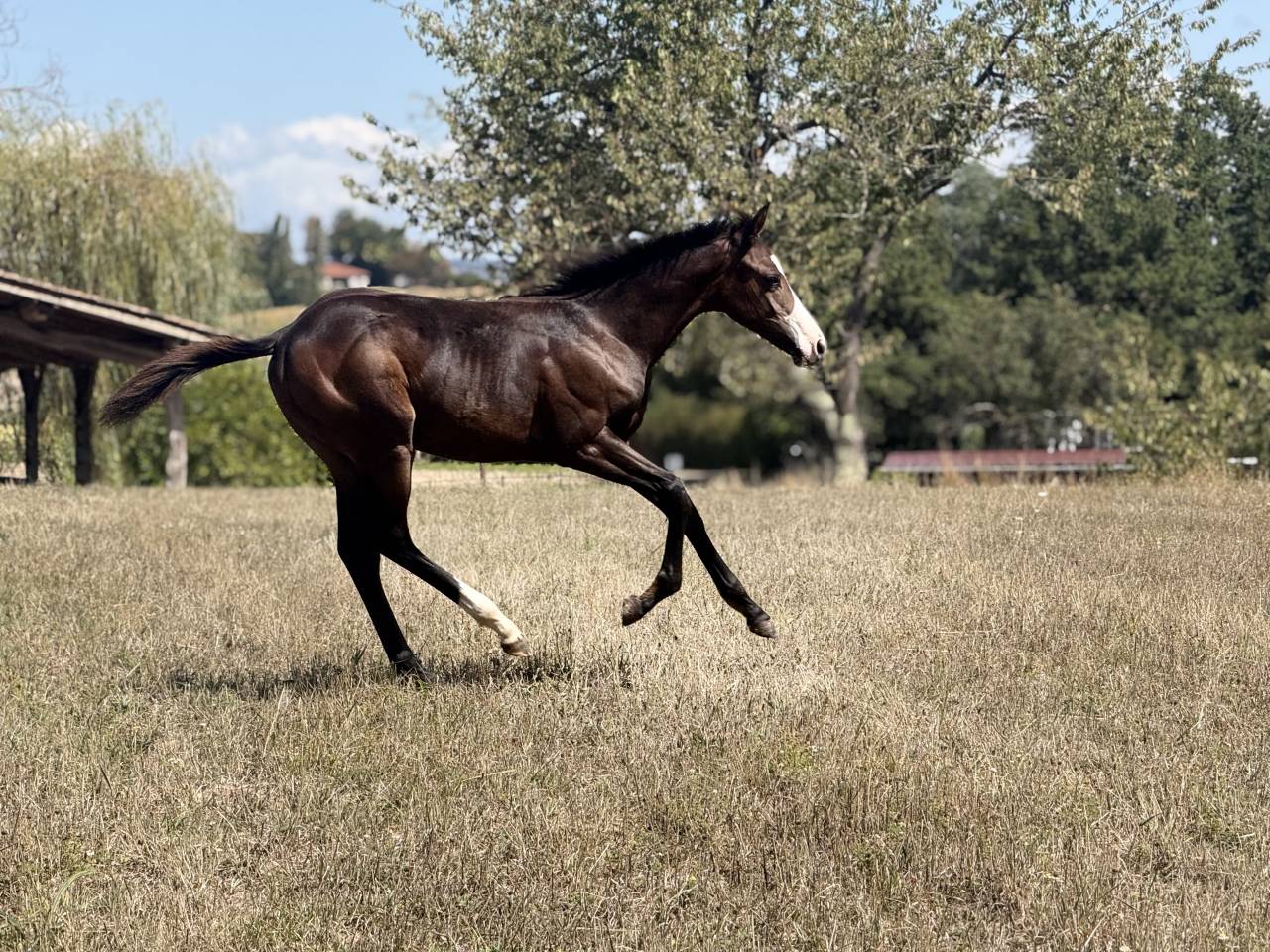 Veulen (vr) Paint Horse Te koop 2026 Donker bruin / bai ,  Classic cowboy spirit