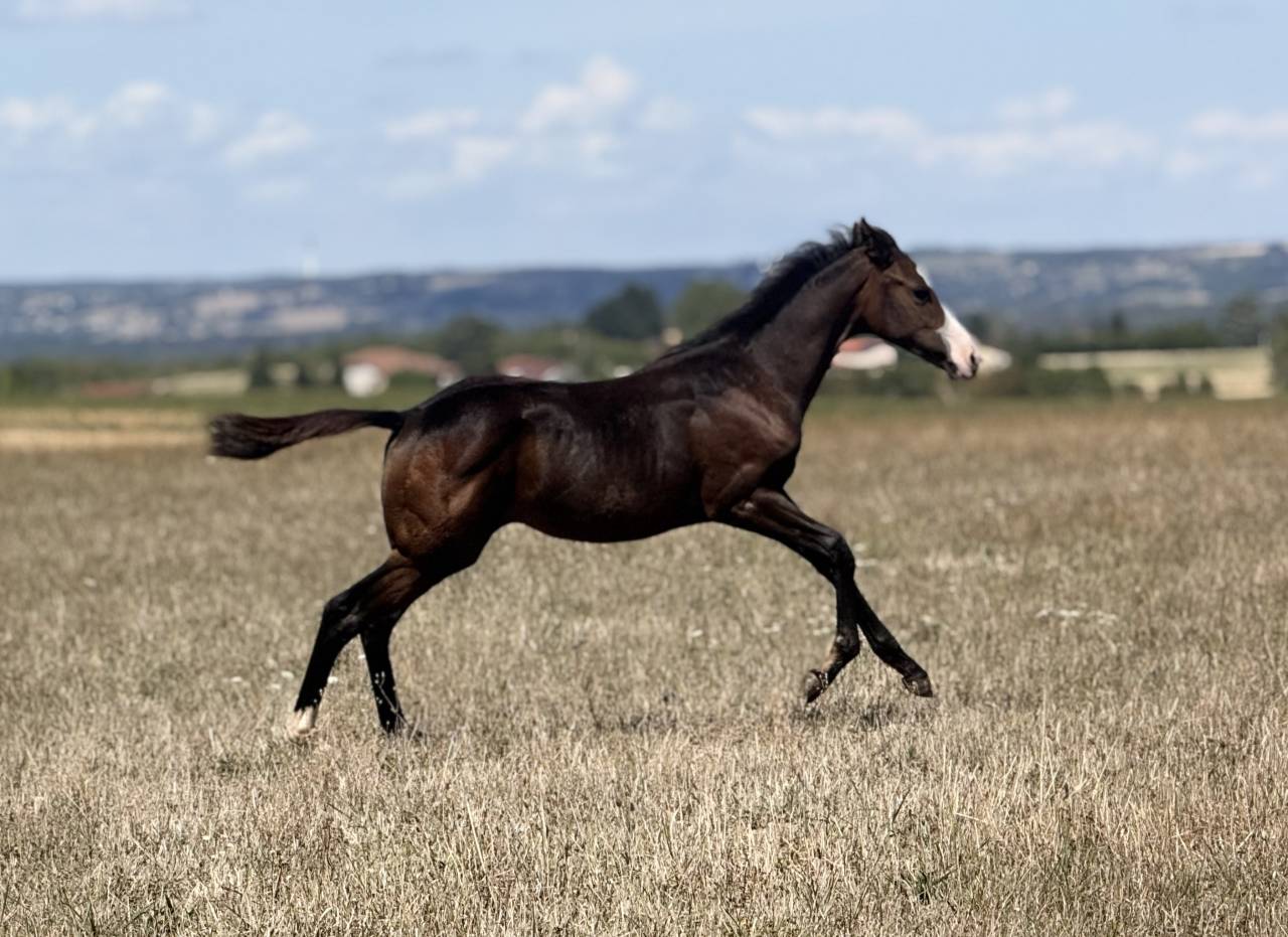 Veulen (vr) Paint Horse Te koop 2026 Donker bruin / bai ,  Classic cowboy spirit