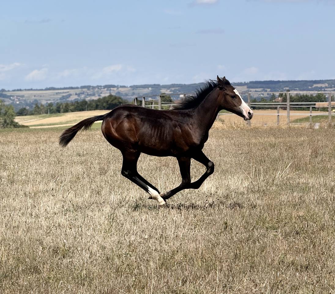 Veulen (vr) Paint Horse Te koop 2026 Donker bruin / bai ,  Classic cowboy spirit