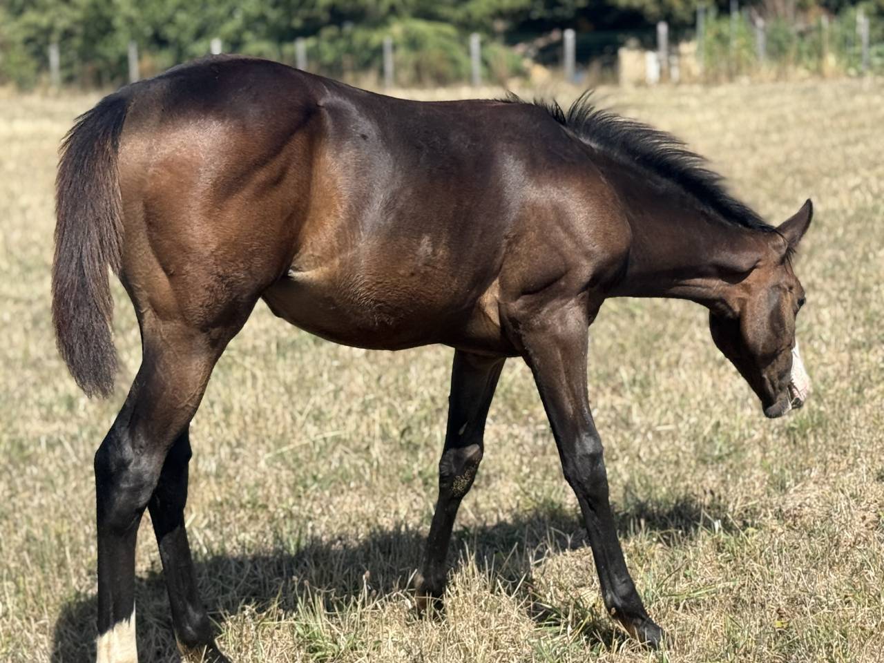 Veulen (vr) Paint Horse Te koop 2026 Donker bruin / bai ,  Classic cowboy spirit