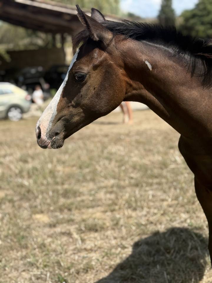 Veulen (vr) Paint Horse Te koop 2026 Donker bruin / bai ,  Classic cowboy spirit