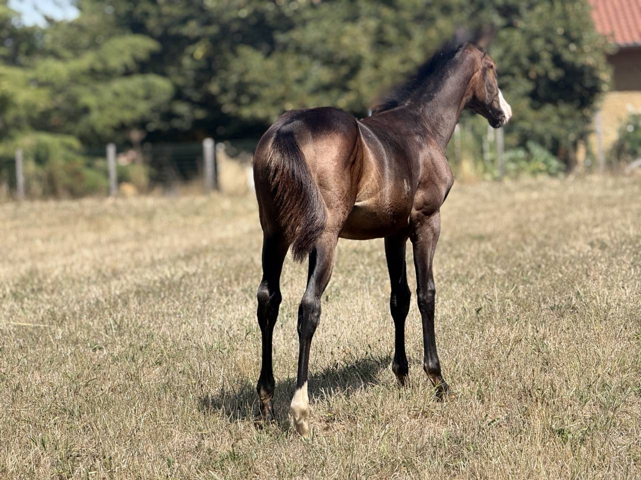 Veulen (vr) Paint Horse Te koop 2026 Donker bruin / bai ,  Classic cowboy spirit