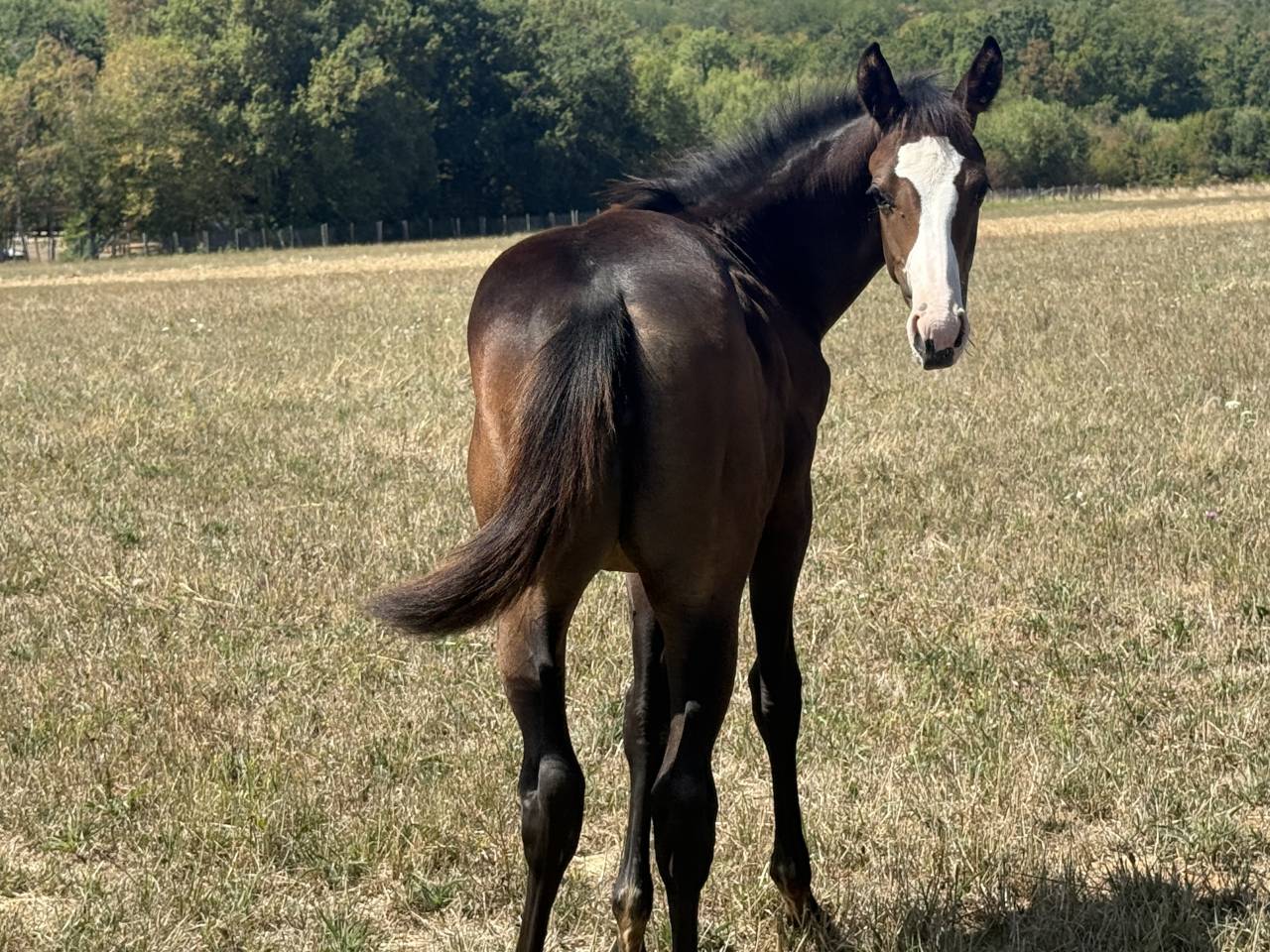 Veulen (vr) Paint Horse Te koop 2026 Donker bruin / bai ,  Classic cowboy spirit