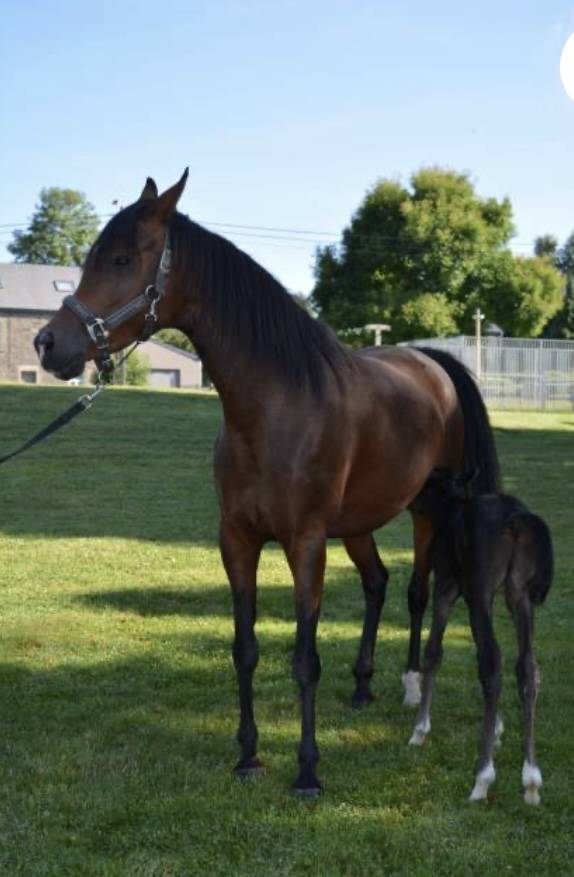 Merrie Arabisch volbloed Te koop 2020 Donker bruin / bai