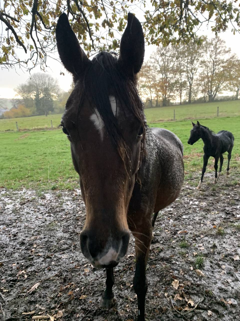 Merrie Arabisch volbloed Te koop 2020 Donker bruin / bai
