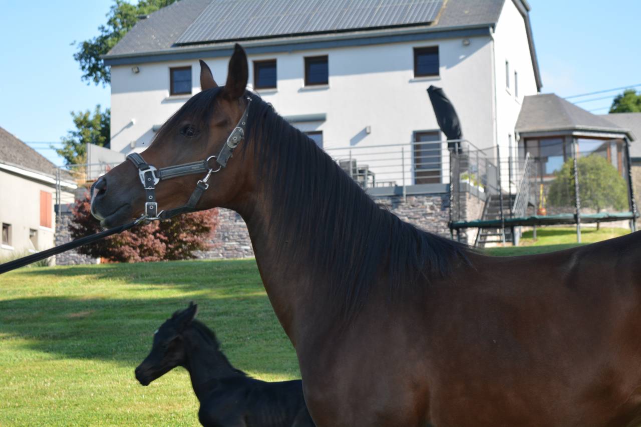 Merrie Arabisch volbloed Te koop 2020 Donker bruin / bai