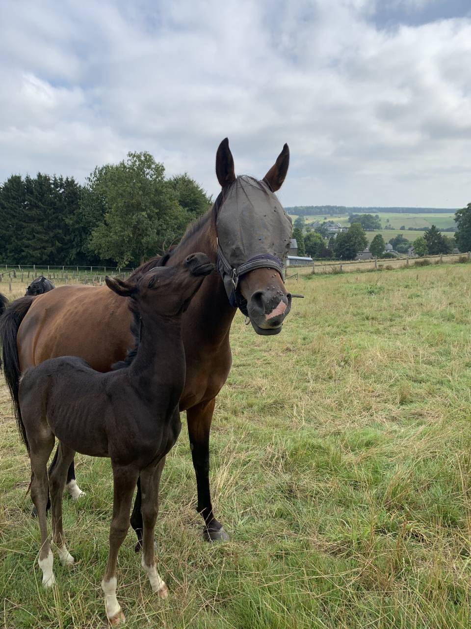Merrie Arabisch volbloed Te koop 2020 Donker bruin / bai