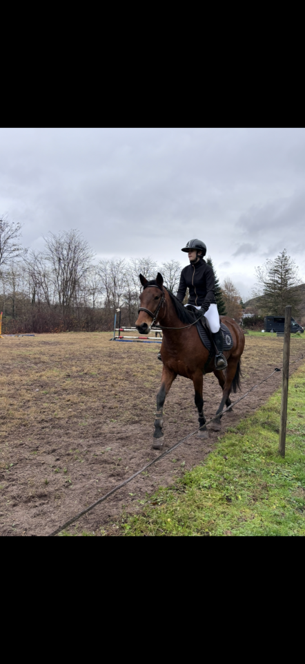 Merrie Ras onbekend Te leen 2021 Donker bruin / bai