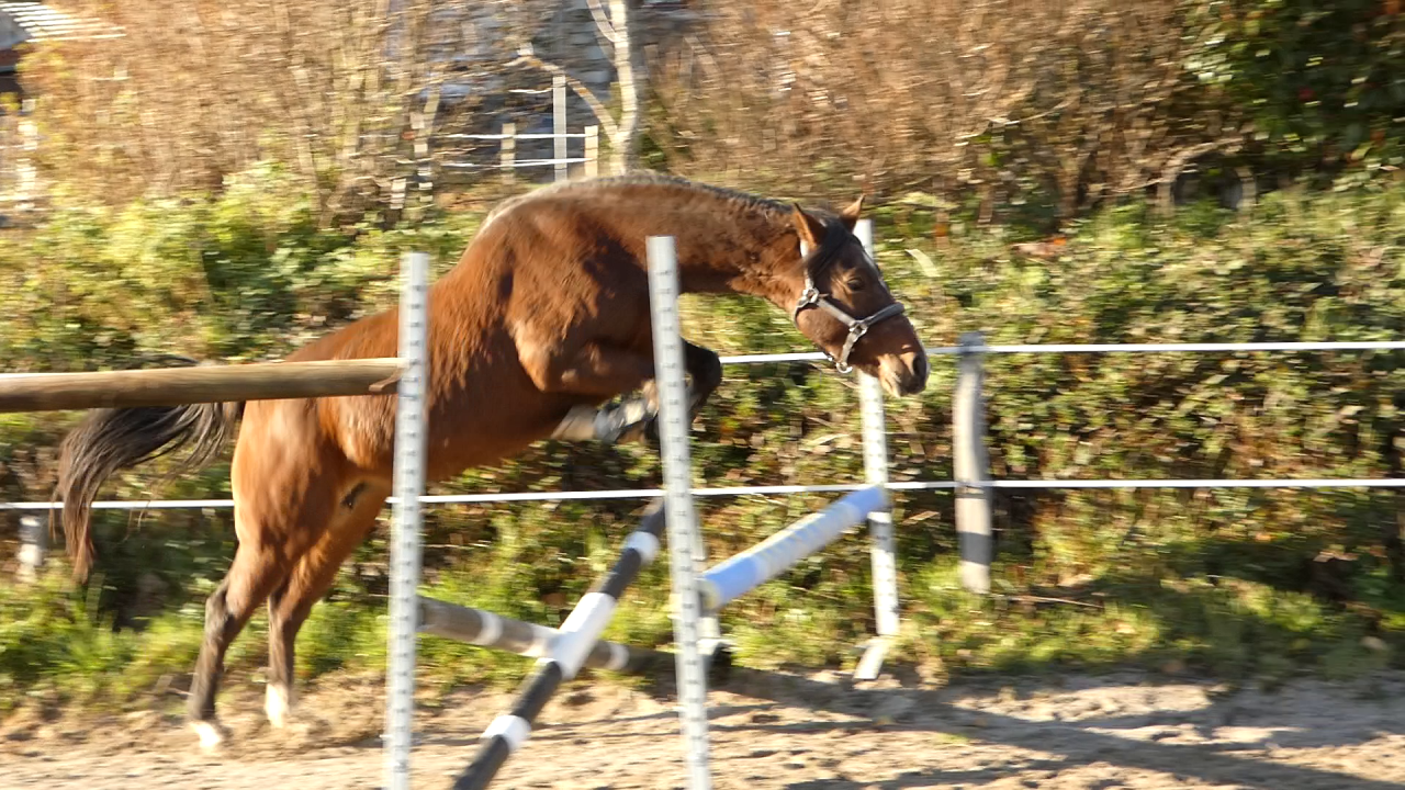 Merrie Welsh Partbred Te koop 2020 Bruin / Bai ,  BALUCHON POUPETIERE
