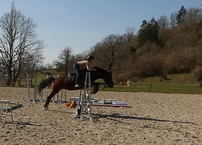 Merrie Welsh Partbred Te koop 2020 Bruin / Bai ,  BALUCHON POUPETIERE