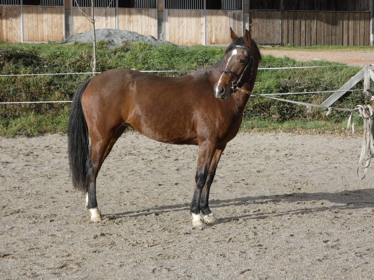 Merrie Welsh Partbred Te koop 2020 Bruin / Bai ,  BALUCHON POUPETIERE