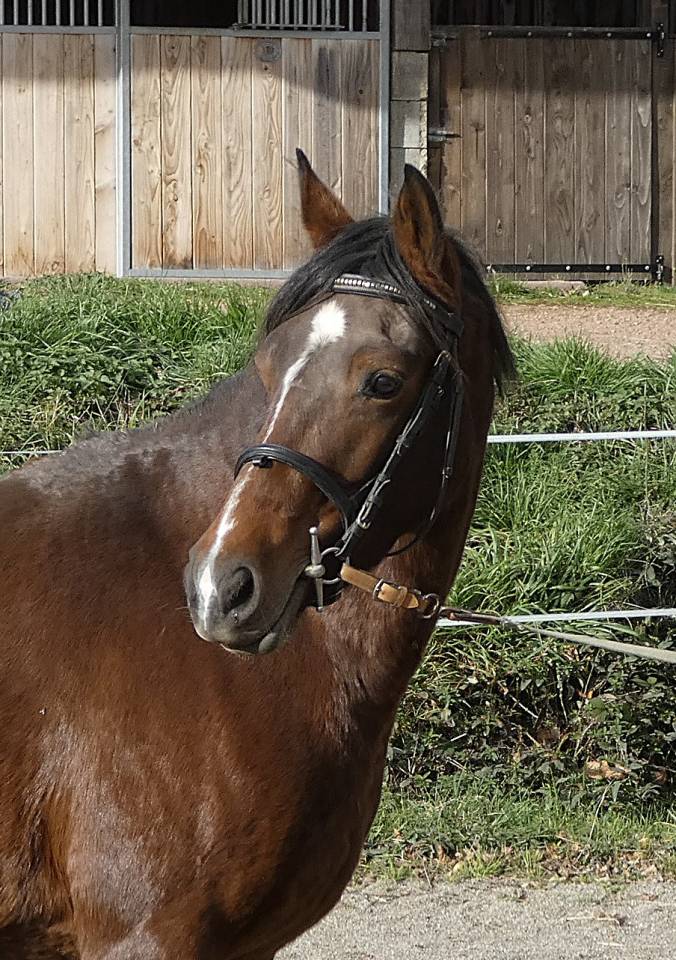 Merrie Welsh Partbred Te koop 2020 Bruin / Bai ,  BALUCHON POUPETIERE