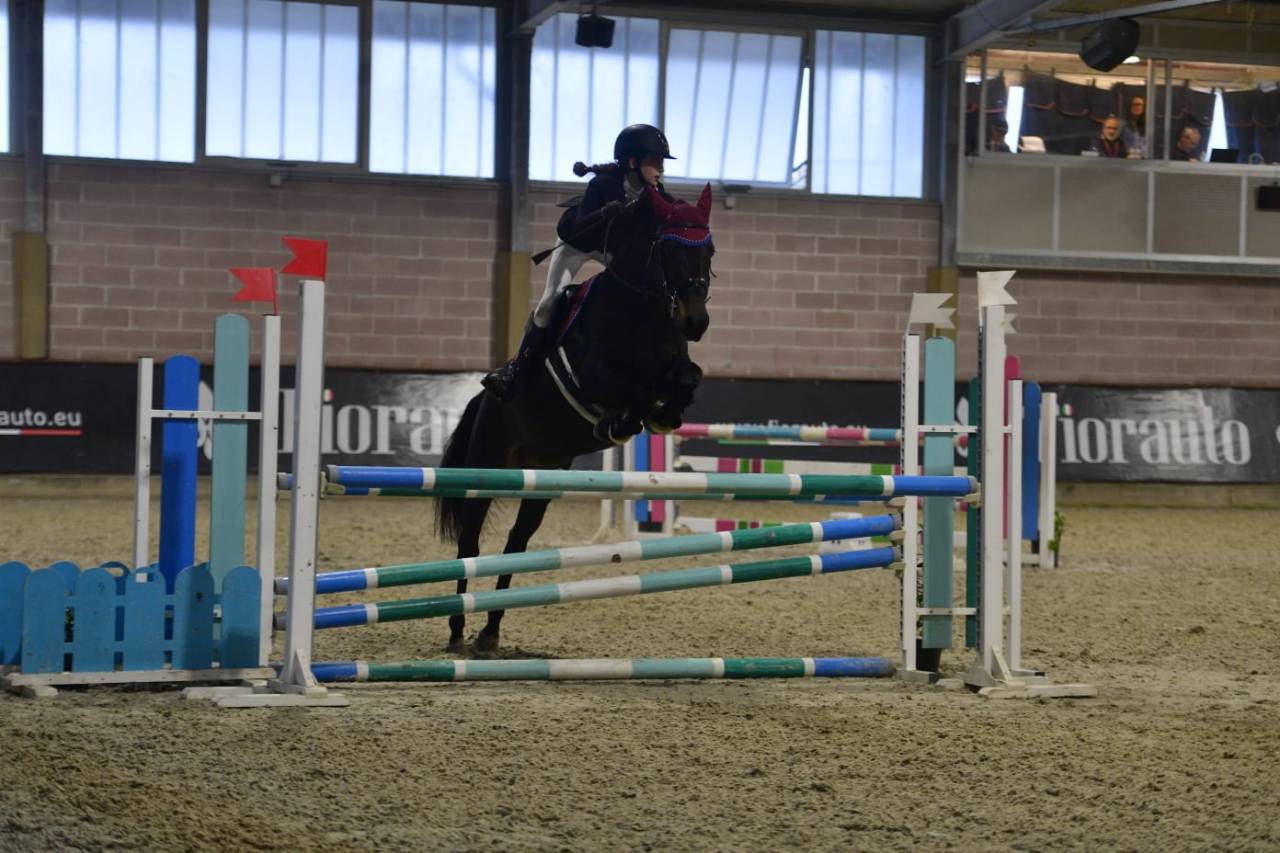 Ruin Franse rijpony PFS Te koop 2013 Bruin / Bai