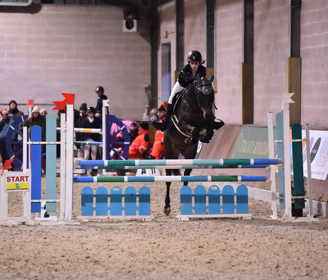 Ruin Franse rijpony PFS Te koop 2013 Bruin / Bai