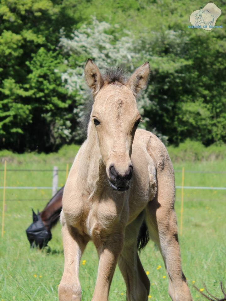 Veulen (vr) Connemara Te koop 2026 Isabel ,  J'excelle d'Emia