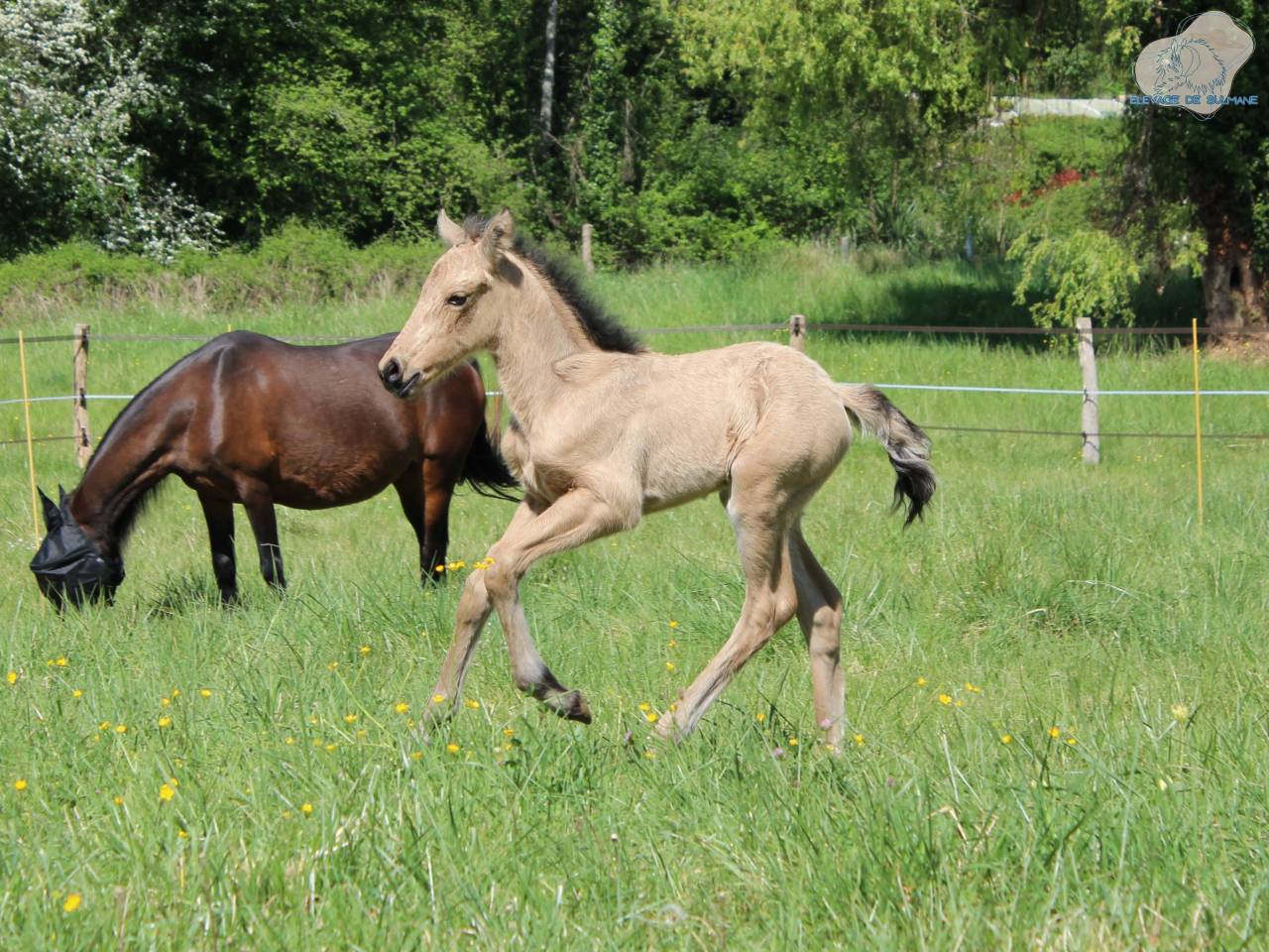 Veulen (vr) Connemara Te koop 2026 Isabel ,  J'excelle d'Emia