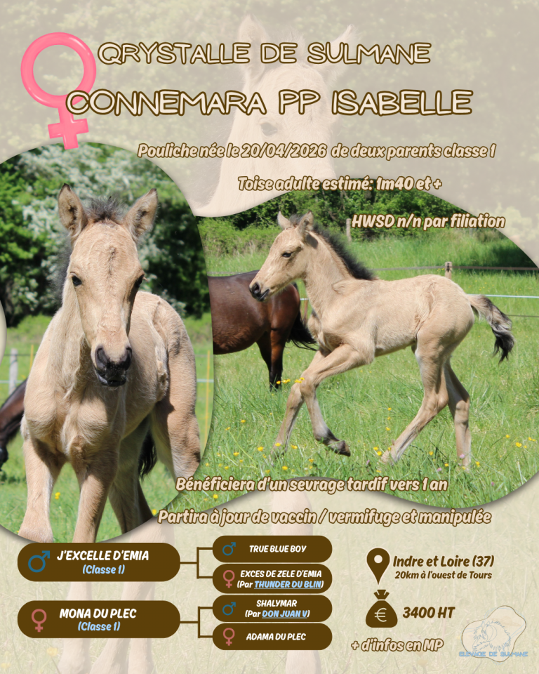 Veulen (vr) Connemara Te koop 2026 Isabel ,  J'excelle d'Emia